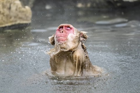 Japanese macaque (Macaca fuscata), wet, bathing, shaking the water out of its fur, in winter,