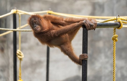 An orangutan hangs effortlessly from a metal bar inside its enclosure at Assam State Zoo in