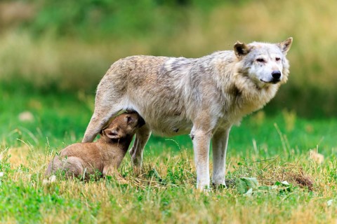 Wolf mother nursing her pup in the meadow landscape, Timber wolf, wolf, American wolf, (Canis lupus