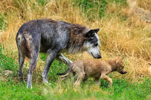 An adult wolf protectively accompanies a young puppy, Timberwolf, wolf, American wolf, (Canis lupus