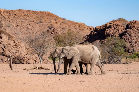 Two African elephants (Loxodonta africana), desert elephant, near the Hoanib River, Damaraland,