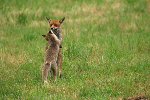 Red fox (Vulpes vulpes) male and weaned young playing on a mown meadow in light rain, Allgäu,