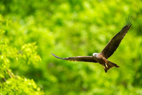 Black kite (Milvus migrans) flying in a forest in early summer, Bavaria, Germany