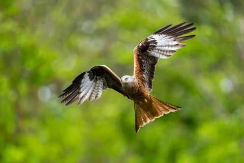 Red kite (Milvus milvus) flying in a forest in early summer, Bavaria, Germany
