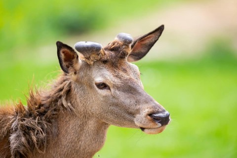 Red deer (Cervus elaphus) stag, portrait, Bavaria, Germany