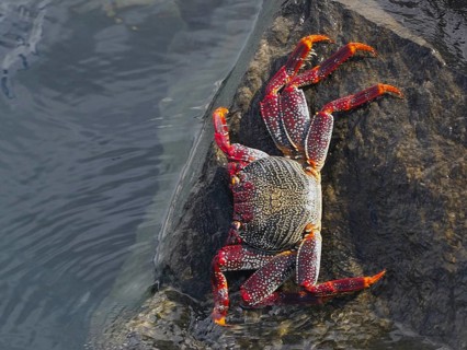 Colourful crab with dotted legs, red rock crab (Grapsus adscensionis) crawls on a wet rock. Puerto