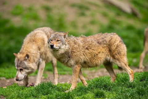 Eastern wolves (Canis lupus lycaon) standing on a meadow, Bavaria, Germany