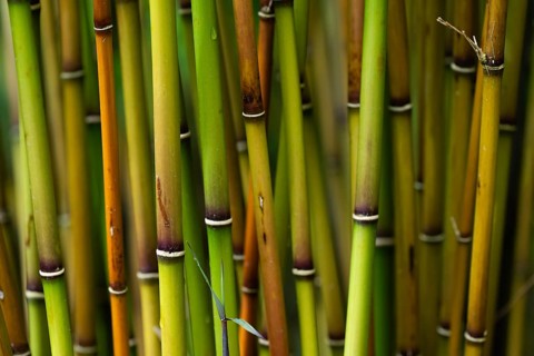 Bamboo culms (Bambusoideae), Inverewe Gardens, Poolewe, Loch Ewe, Highlands, Highlands, Scotland,