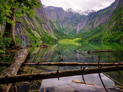 Dead wood lies in the clear water of the Obersee near Königssee in the Berchtesgaden National Park,