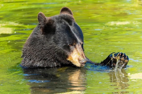 A bear uses its paw to move algae in the water, black bear (Ursus (genus) Americanus) France