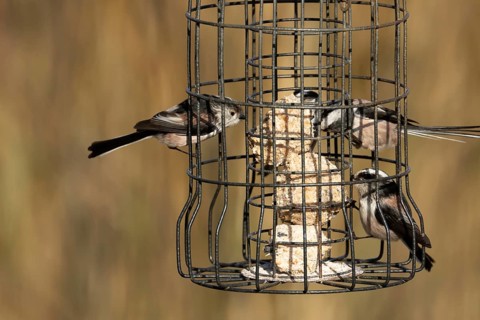 Long tailed tit (Aegithalos caudatus) three adult birds feeding on a garden bird feeder, England,
