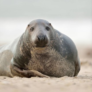 Cosiness... Grey seal (Halichoerus grypus), rather strong adult grey seal looking into the camera,