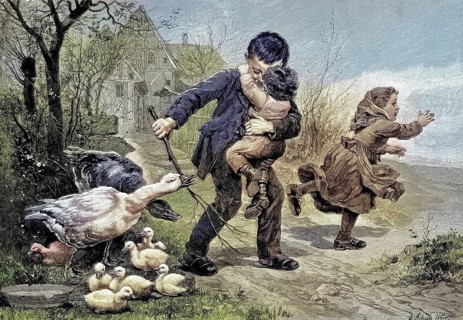Dangerous encounter, goose mother and goose father defend their young from the curious children,