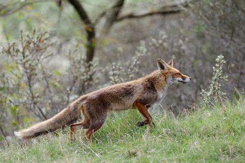 Red fox (Vulpes vulpes), fawn, female animal in short-haired summer coat, the bushy fox tail is