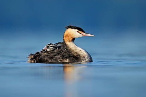 Great Crested Grebe (Podiceps Scalloped ribbonfish), with chicks in plumage swimming in the water,