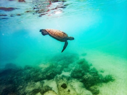 Sea turtle (Chelonia mydas), underwater, Galapagos, Ecuador