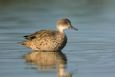 Grey Teal (Anas gracilis), Victoria, Australia