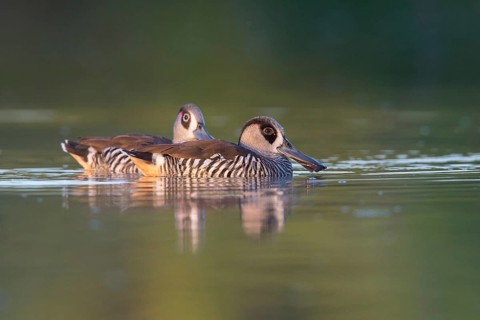 Pink-eared Duck (Malacorhynchus membranaceus) pair, Victoria, Australia