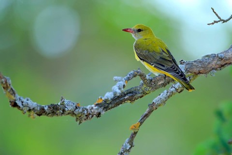 Eurasian Golden Oriole (Oriolus oriolus) female perched on lichen branch, Andalusia, Spain