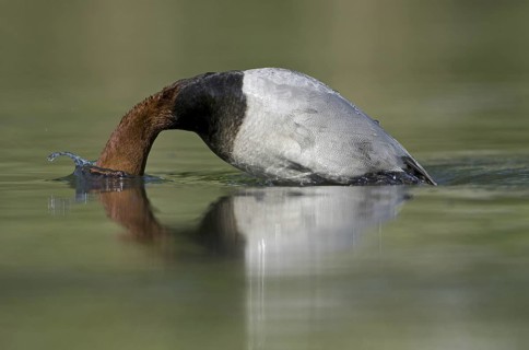 Common Pochard (Aythya ferina) male, Saxony, Germany