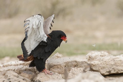 Bateleur (Terathopius ecaudatus) female, Northern Cape, South Africa
