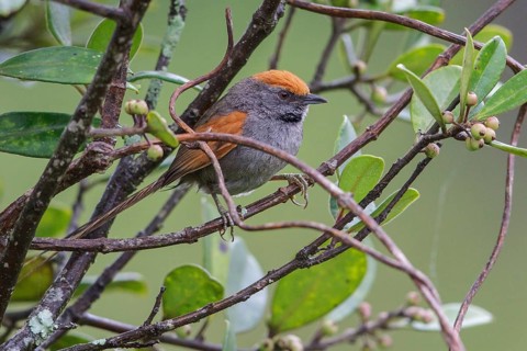 Spix's Spinetail (Synallaxis spixi) perched on a branch in the Atlantic rainforest of southeast