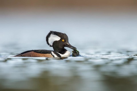 Hooded Merganser (Lophodytes cucullatus) in the ocean near Victoria, British Columbia, Canada