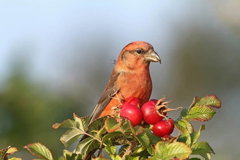 Red Crossbill (Loxia curvirostra) male, Schleswig-Holstein, Germany