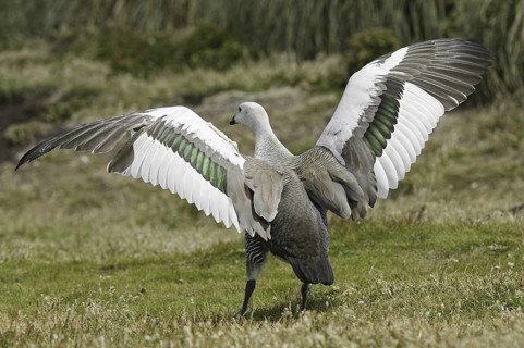 Upland Goose (Chloephaga picta) male, Falkland Islands