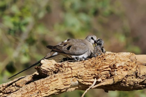 Namaqua Dove (Oena capensis) female feeds chick, Eilat, Israel