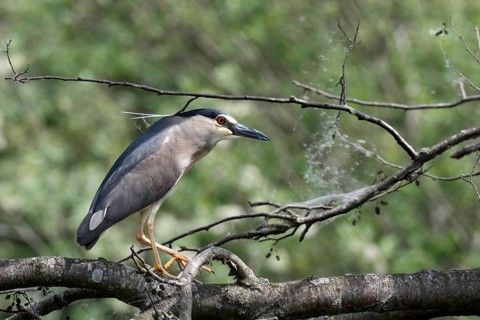 Black-crowned Night Heron (Nycticorax nycticorax), Mecklenburg-Western Pomerania, Germany