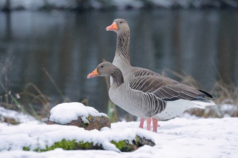 Graugans, lat. Anser anser, steht wachsam am Gewässerufer im Schnee