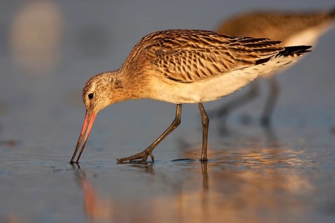 Bar-tailed Godwit (Limosa lapponica), Schleswig-Holstein, Germany