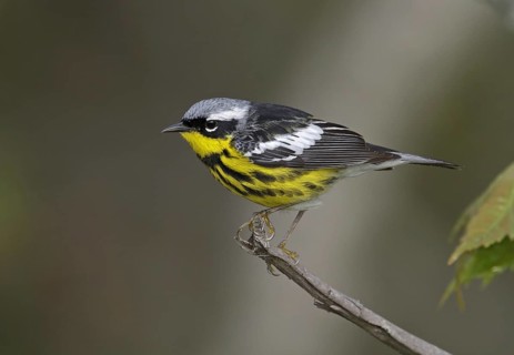 Magnolia Warbler (Setophaga magnolia), Michigan, USA