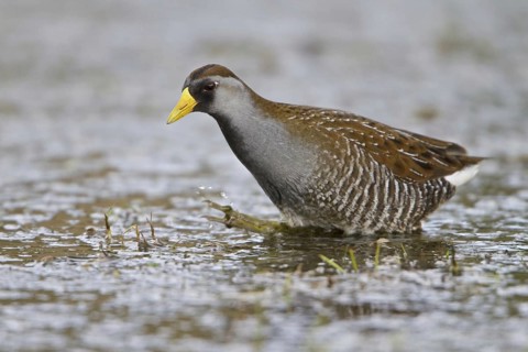 Sora (Porzana carolina), British Columbia, Canada