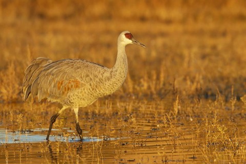 Sandhill Crane (Antigone canadensis), New Mexico, USA