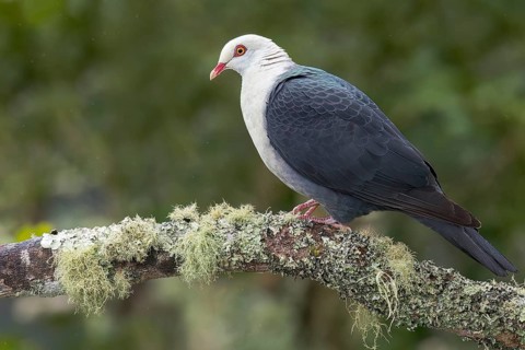 White-headed Pigeon (Columba leucomela) perched on a branch in eastern Australia