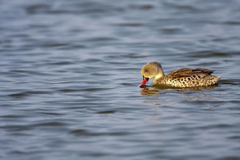 Cape Teal (Anas capensis), Namibia