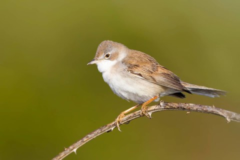 Common Whitethroat (Sylvia communis), Baden-Wuerttemberg, Germany