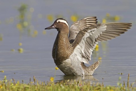 Garganey (Spatula querquedula) male, Mallorca, Spain