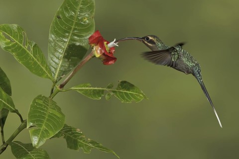 Green Hermit (Phaethornis guy), Costa Rica
