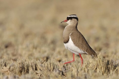 Crowned Lapwing (Vanellus coronatus), Northern Cape, South Africa