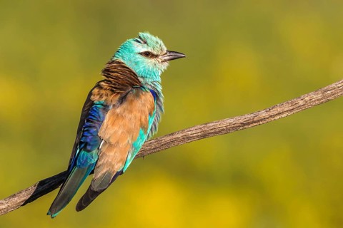 European Roller (Coracias garrulus) perched on a branch, Subotica, Serbia