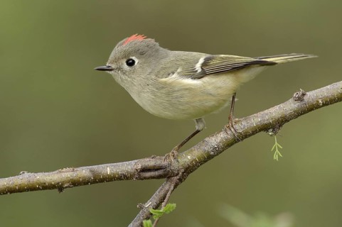Ruby-crowned Kinglet (Regulus calendula), Texas, USA