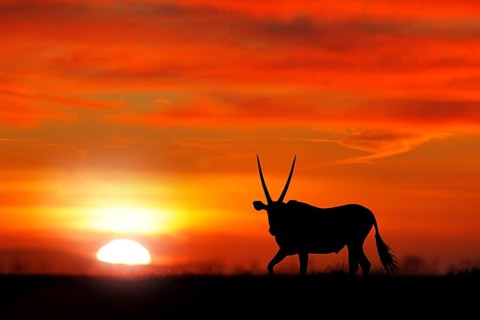 Oryx with orange sand dune evening sunset. Gemsbock large antelope in nature habitat, Sossusvlei,