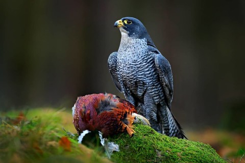 Peregrine falcon with caught Pheasant, feeding on killed big bird on the green mossy rock with dark