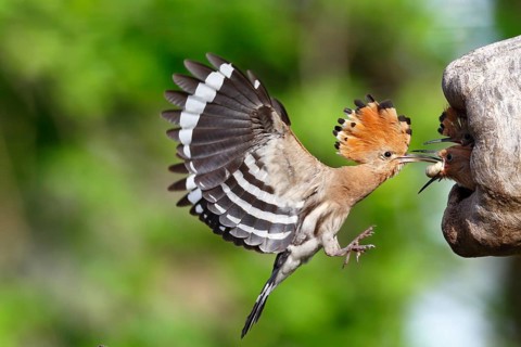 Eurasian Hoopoe (Upupa epops) feeding chick in breeding cavity, Saxony-Anhalt, Germany