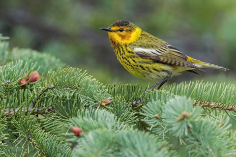 Cape May Warbler (Dendroica tigrina) perched on a branch in Ontario, Canada