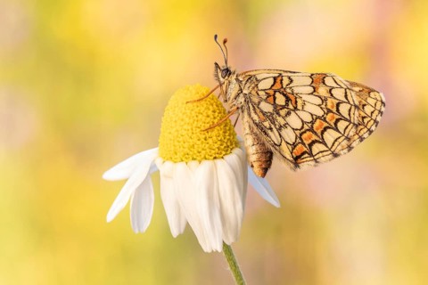 Das Weibchen des Wachtelweizen-Scheckenfalter (Melitaea athalia)