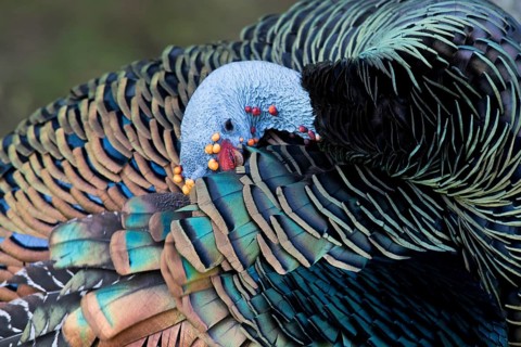 Ocellated Turkey (Meleagris ocellata) male preening, Peten, Guatemala
